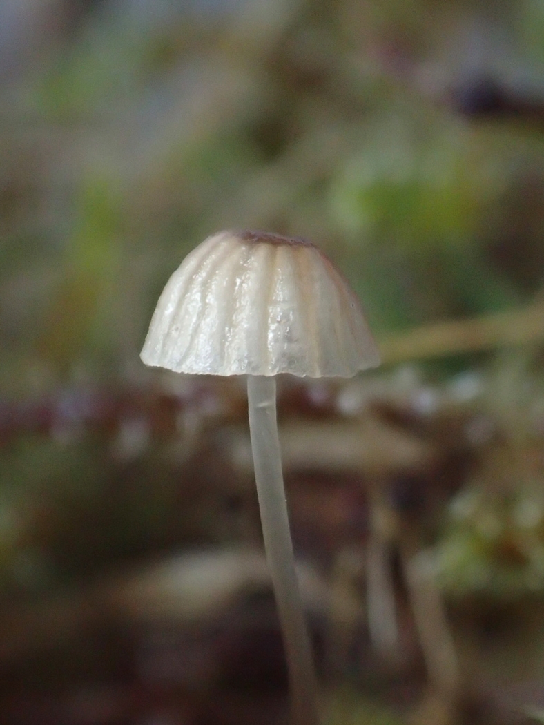Photo © Sarah Ebdon Mycena dasypus by Sarah Ebdon